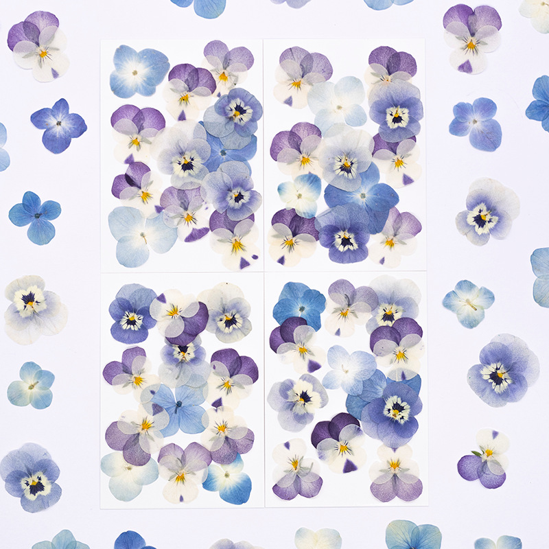 12pcs,Real Viola Cornuta Press - Candle Supplies Usa review and price