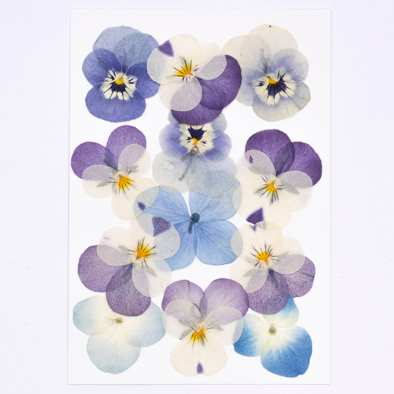 12pcs,Real Viola Cornuta Press - Candle Supplies Usa review and price